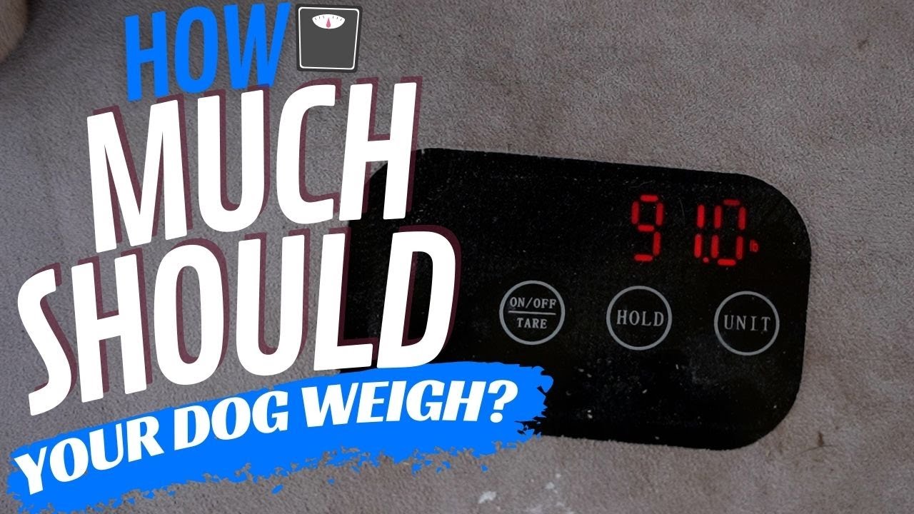 How Much Should Your Dog Weigh??? YouTube