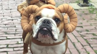 These Halloween Pet Costumes Are Simply The Best!