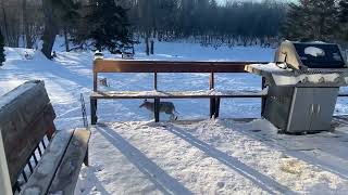 Woman Whistles to Pet Coyote and He Comes Running Towards Her - 1493609 by RM Videos 310 views 22 hours ago 1 minute, 12 seconds