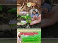 Spring Scientific | Indigenous Soil Wisdom: Nature’s Living Legacy 🌱