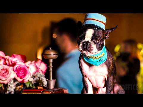 The New Hotel For Dogs Scene