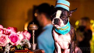 The New Hotel For Dogs Scene