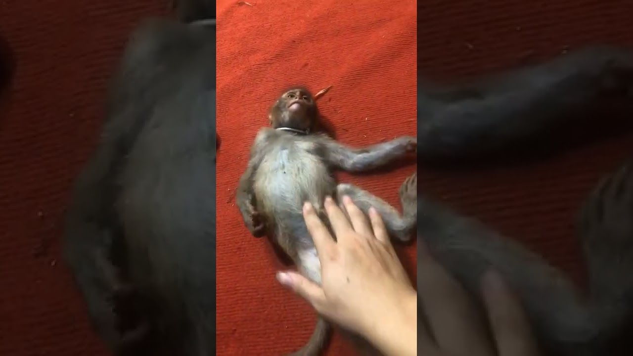 Sleepy baby monkey gets massaged by dad