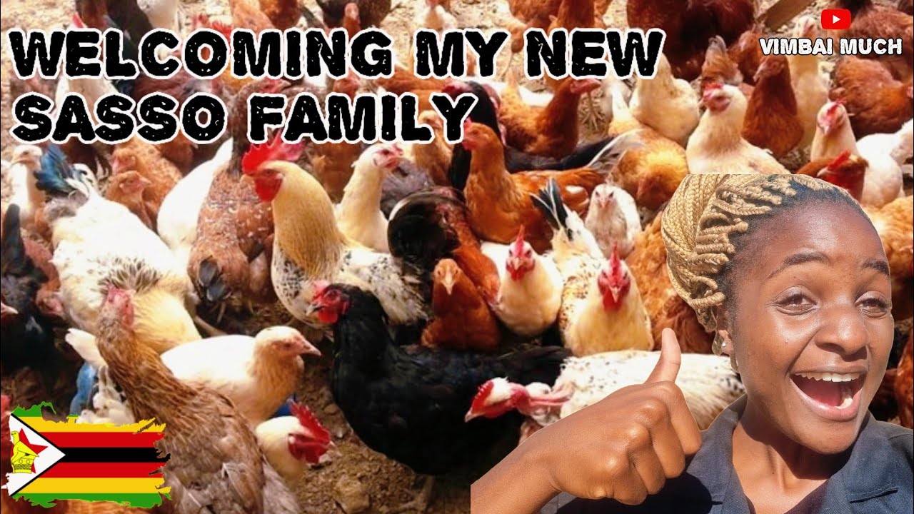 🇿🇼New Arrivals Alert!😻 Sasso Trainbow 🌈Parent Stock Move into Their Dream Fowl Run. 🪿🪿❤️❤️