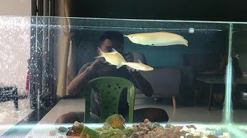 Ngân long abino và hồ cá săn mồi giá rẻ