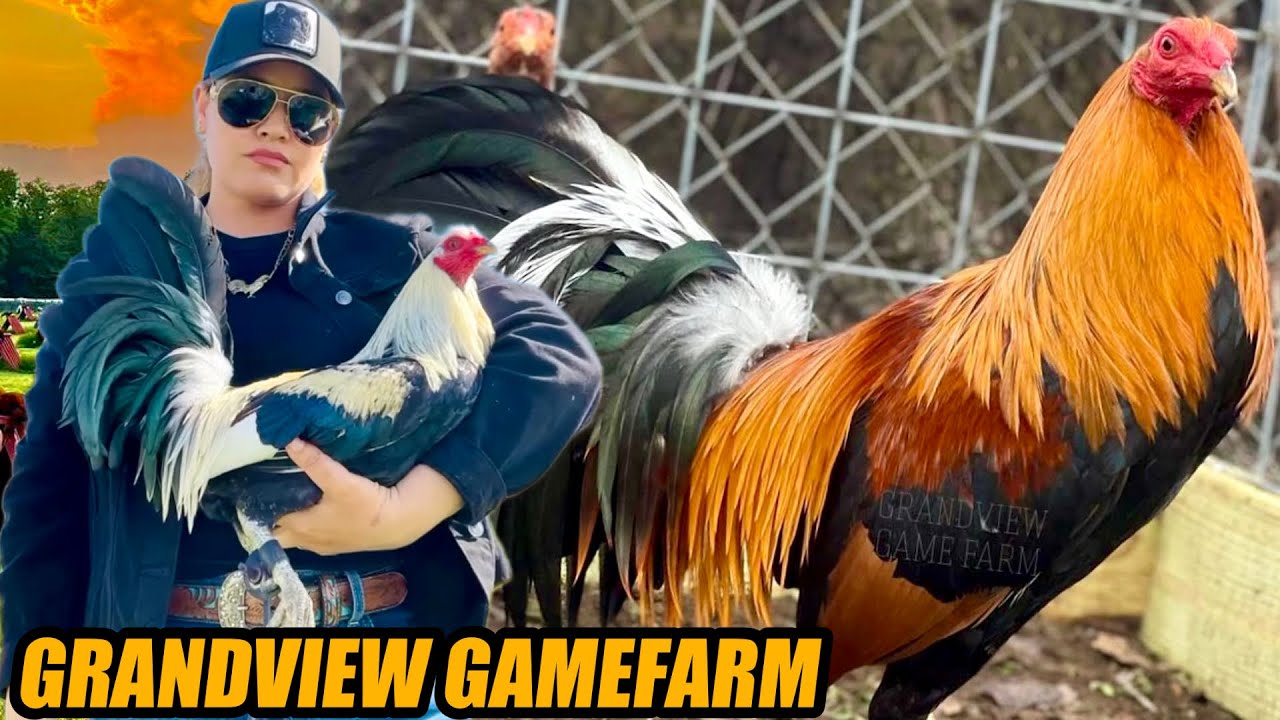 Sweater Barnet Oklahoma And Grey Popeye Doc Robinson | GRANDVIEW GAMEFARM