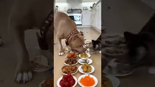 Dog vs Cat: Who Reaches the Food FIRST? 💨🐶🐱 | NASA Speed Test 😂