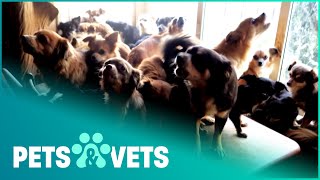 RSPCA Removes 82 Dogs From Elderly Mans Home | The Dog Rescuers | Pets & Vets