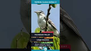 Polynesian Triller Bird Guide: Noisy Tropical Songbird of the Pacific Islands