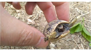 Minik Yavru Kablumbağa Tospağaaa Tortoise Turtle