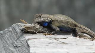 Fence Lizard does pushups SW Virginia 31 August 2022