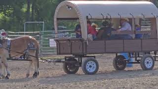 BELLE & BONNIE - Driving Preview at Huzzah Valley Mule Days - owned by WILD BUNCH MULE CO #forsale 