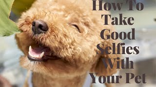 How To Take Good Selfies With Your Pet screenshot 2