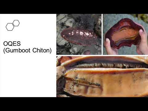 OQES - Gumboot