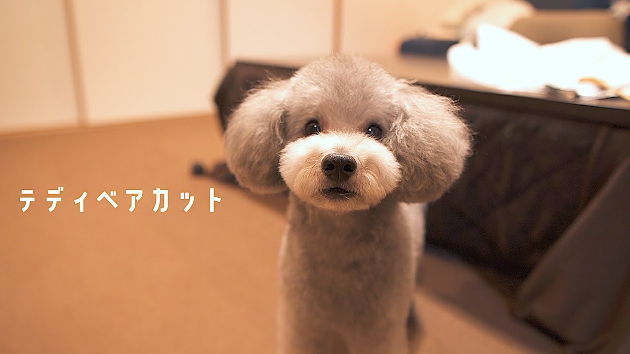 トリミングでテディベアカットになった犬が可愛い過ぎて萌えたw トイプードル Youtube