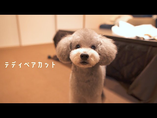 🐶This dog got a teddy bear cut after being groomed, and it was so