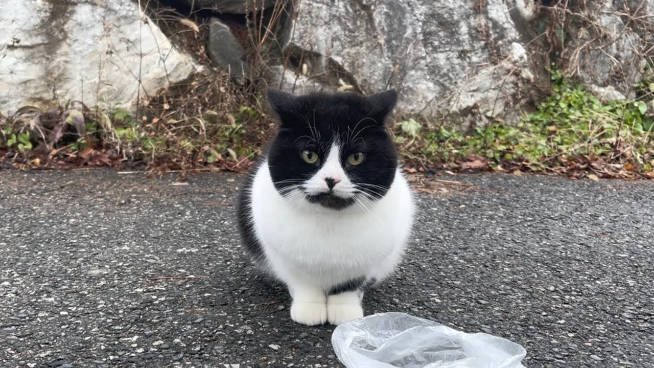 자유롭던 시골 냥이[코코 ep6]