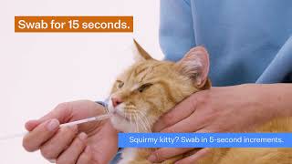 How to swab your cat for a Wisdom Panel™ DNA test