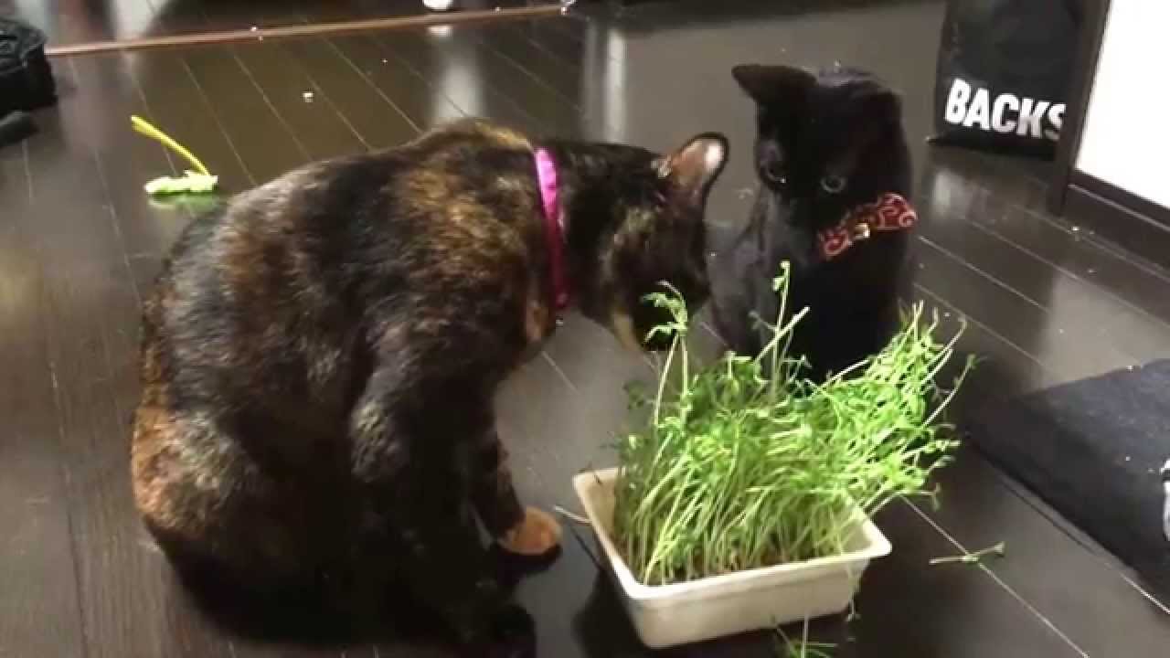 豆苗をモシャモシャ食べる黒猫団 Youtube