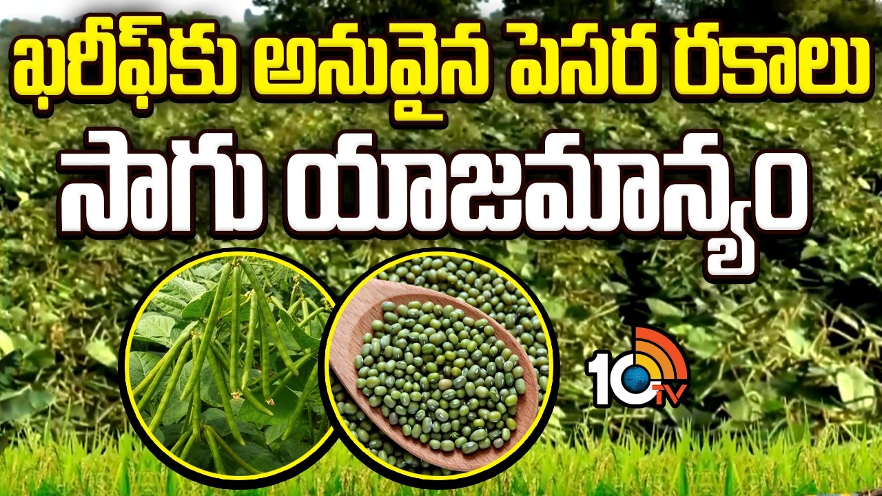 Suitable Green Gram Varieties for Kharif Season | ఖరీఫ్‎కు అనువైన పెసర రకాలు-సాగు యాజమాన్యం | 10TV