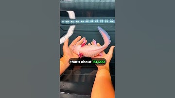 How Long Does An Axolotl Live ⏳🐟⌛