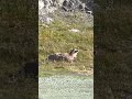 Bighorns