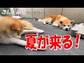 夏が来た‼　秋田犬【ごん・みく チャンネル】