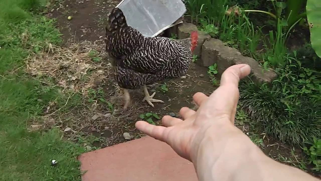 本日はお疲れさんでした 鶏ぴよは発泡スチロールが大好き Today Thank You Piyo Likes A Styrofoam きゅうり農家 きゅうり栽培 愉快なshata農園 Youtube 本日はお疲れさんでした 鶏ぴよは発泡スチロールが大好き Today Thank You Piyo Likes A Styrofoam きゅうり農家 きゅうり栽培 愉快なshata農園 Youtube
