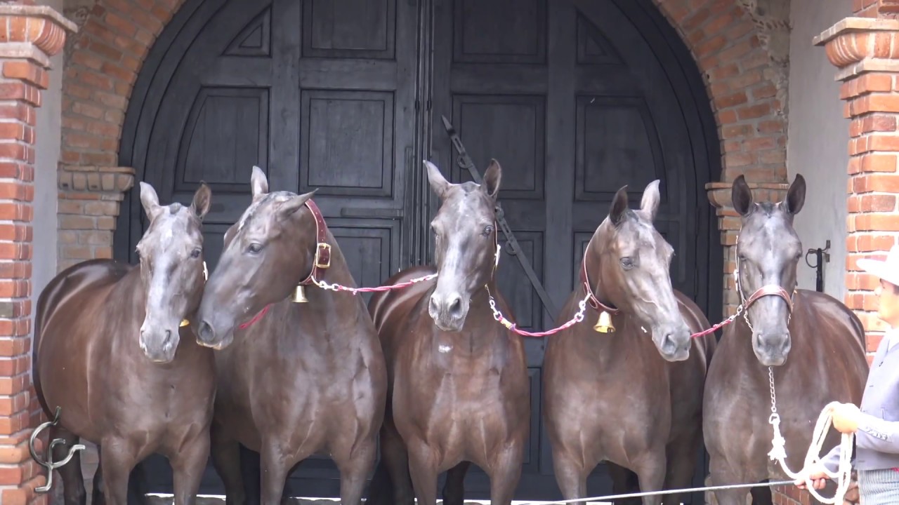 Yeguada González Sánchez