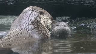 River Otter Mom Tilly Teaches Baby Otter Pup To Swim