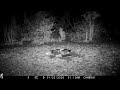 Badger gardening