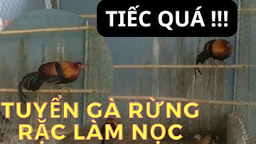 Chuyến đi tuyển gà rừng rặc nọc cho mùa sau thật đặc biệt || Gà rừng Tây Bắc