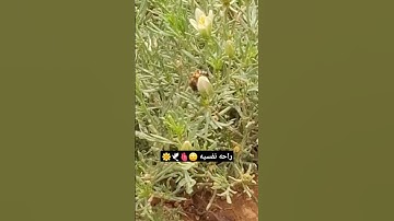 القرآن الكريم ربيع قلوبنا 🫀 #لايك #اكسبلور #القرآن_الكريم #المصحف