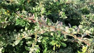 Barberry Sunjoy Sequins | gardencrossings.com