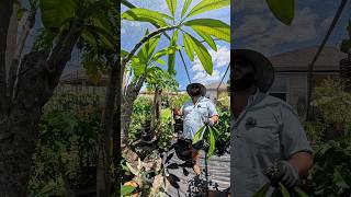 Pruning My Giant Plumeria!