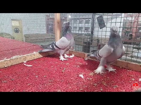 Canlı Güvercin Taklacı Oyun Kuşu Mezatı Yasin Durna