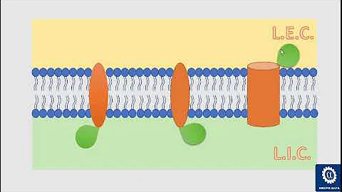 ¿Cómo actuan las proteínas perifericas?