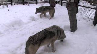 ユウキとショウの散策~Wolves are walking in the snow