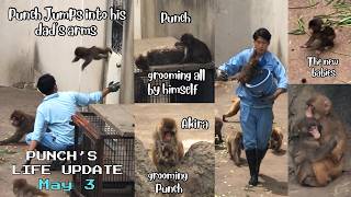 🐒 May 3 | Punch jumps into his dad’s arms 🙉 UPDATE