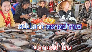 #สาวลาว #สาวลาวใต้ #เที่ยวลาวใต้ #ตลาด แม่ดาวเรืองเมืองปากเซ ลาวใต้ ปลาแม่น้ำโขง สดๆตัวใหญ่ๆ