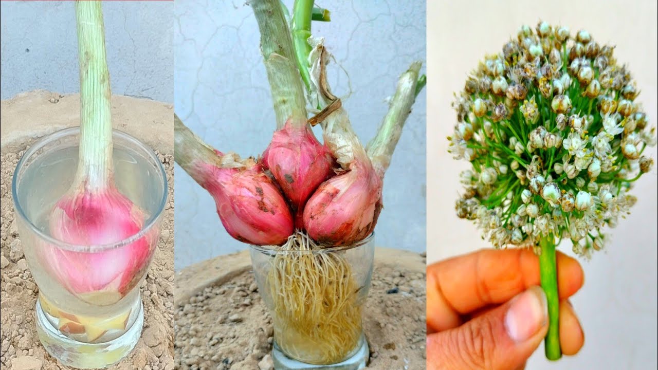How to grow onion plants at home | Onion Plant Harvesting At Home  