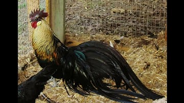 Chicks - Fibro Phoenix Crossed - Bantam Phoenix Qaib Dib Tw Ntev