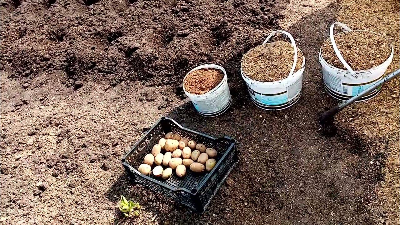 Посадить картошку в мае. Май сажаем картошку. Посадка картофеля. Посадка картофеля. Как красиво посадить картошку на участке.
