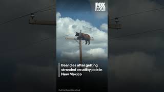 Bear dies after getting stranded on utility pole