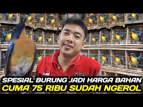BUSYET ! NEMU TLEDEKAN GUNUNG ORI JAWA GACOR SIAP GANTANG HARGA BAHAN BIKIN MATA SUSAH KEDIP