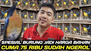 BUSYET ! NEMU TLEDEKAN GUNUNG ORI JAWA GACOR SIAP GANTANG HARGA BAHAN BIKIN MATA SUSAH KEDIP