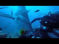 Fiji tiger shark attack 2019 angle 3  3