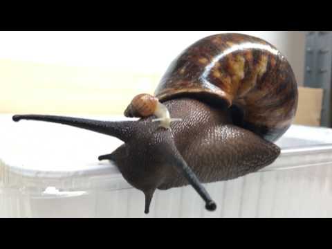 Giant African Snail with a Baby !