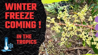 Mango Tree Update Healthy Growth    But Can They Handle the Coming Arctic Blast