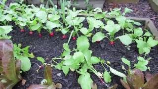 Radishes are Cool Weather Vegetables: Container Planting and Quick Tips